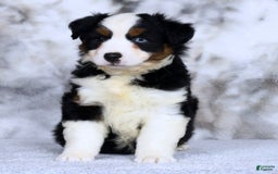 Miniature Australian Shepherd dogs for sale: Jace - Image 5