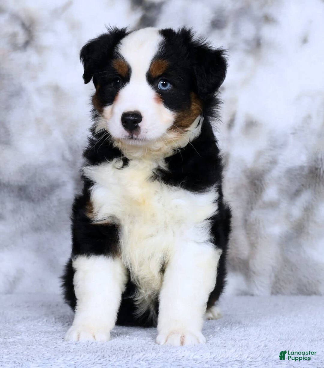 Miniature Australian Shepherd dogs for sale: Jace - Image 5