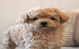 Maltipoo dogs for sale: Teddy - Image 11