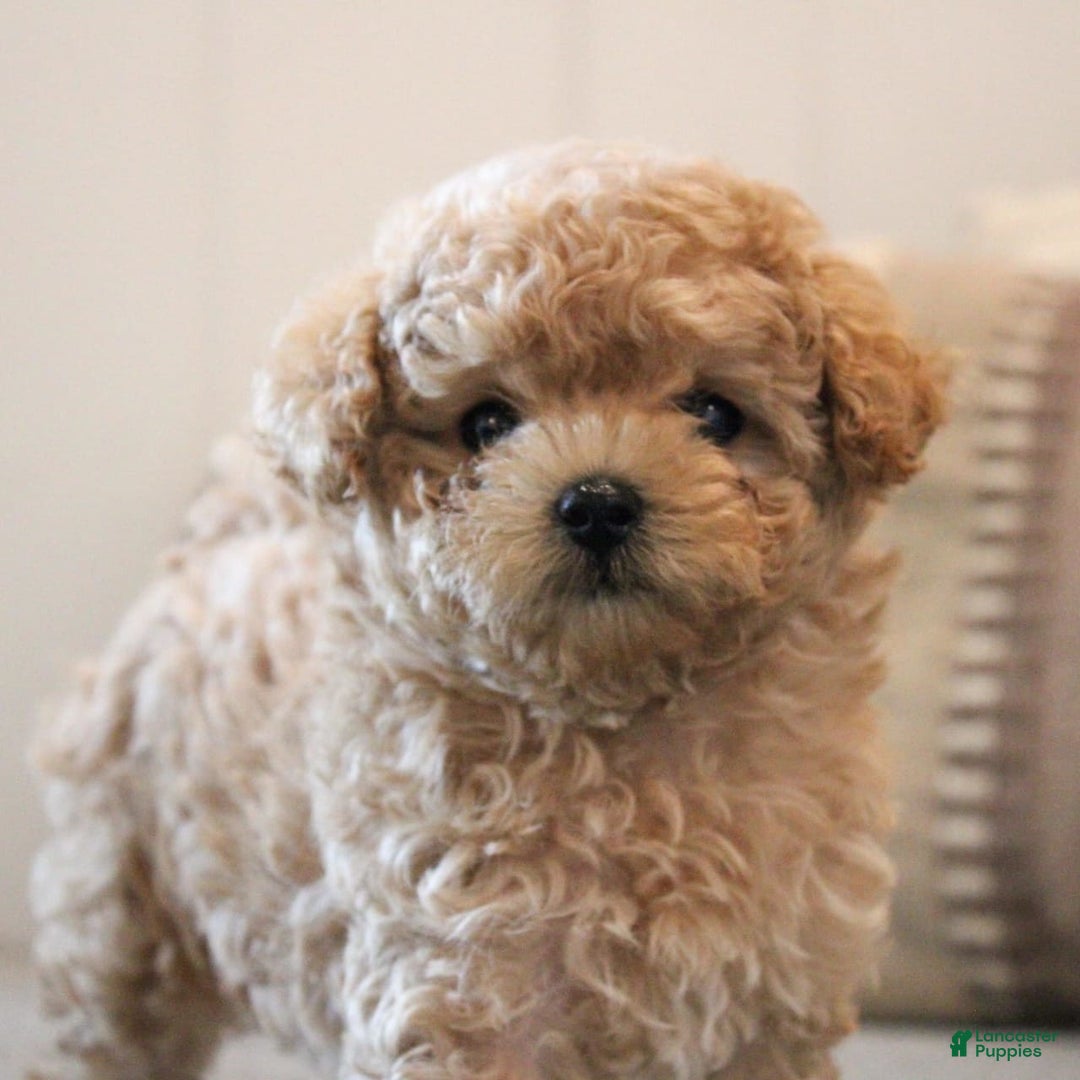 Maltipoo dogs for sale: Teddy - Image 11