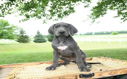 Great Dane dogs for sale: Lenore - Image 2