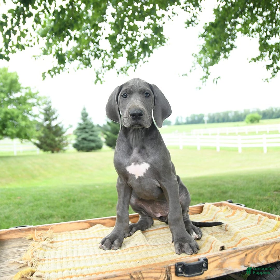 Great Dane dogs for sale: Lenore - Image 2