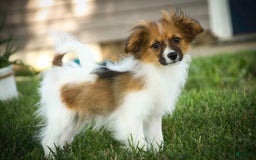 Papillon dogs for sale: Rome - Image 27