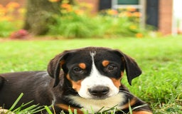 Greater Swiss Mountain Dog dogs for sale: Cash - Image 4