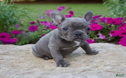 French Bulldog dogs for sale: Quinn - Image 1