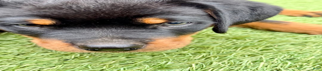 Scout