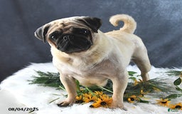 Pug dogs for sale: Tristan - Image 6