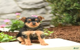 Yorkshire Terrier dogs for sale: Ryan - Image 1