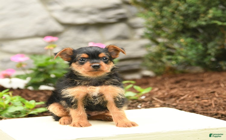 Yorkshire Terrier dogs for sale - Ad 2
