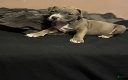 American Bully dogs for sale: Dozer - Image 6