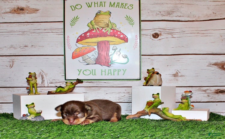 Chihuahua dogs for sale - Ad 4