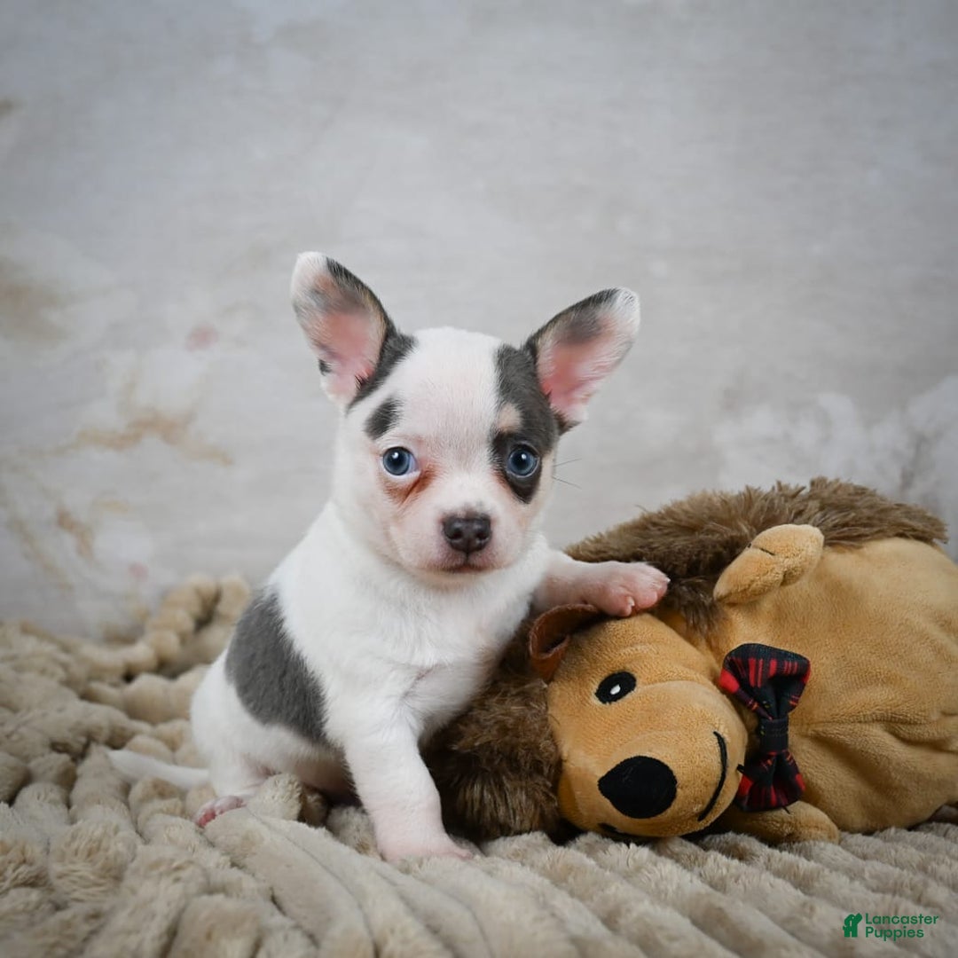 Chihuahua dogs for sale: Timon - Image 4