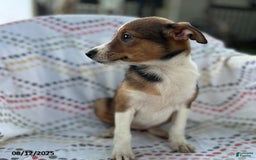 Jack Russell Terrier dogs for sale: Trixie - Image 2