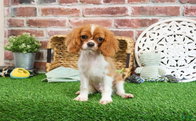 Cavalier King Charles Spaniel dogs for sale - Ad 4