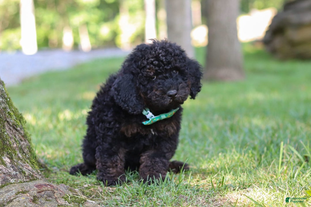 Cockapoo dogs for sale: Midnight - Image 8