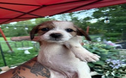 Jack Russell Terrier dogs for sale: Lexi - Image 6
