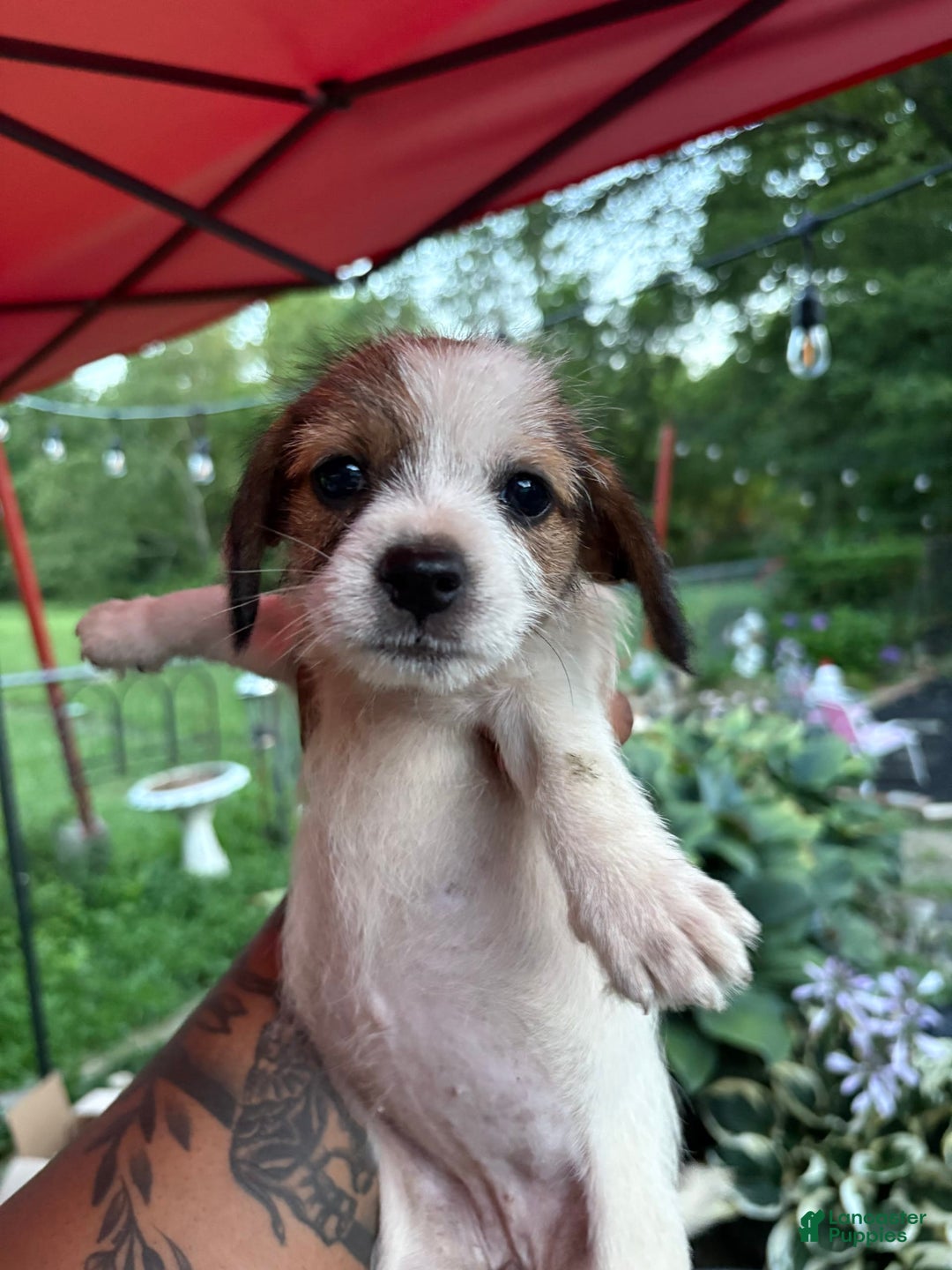 Jack Russell Terrier dogs for sale: Lexi - Image 6
