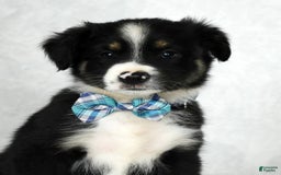Miniature Australian Shepherd dogs for sale: Wyatt - Image 7