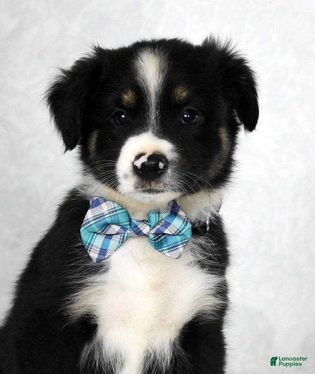 Miniature Australian Shepherd dogs for sale: Wyatt - Image 7
