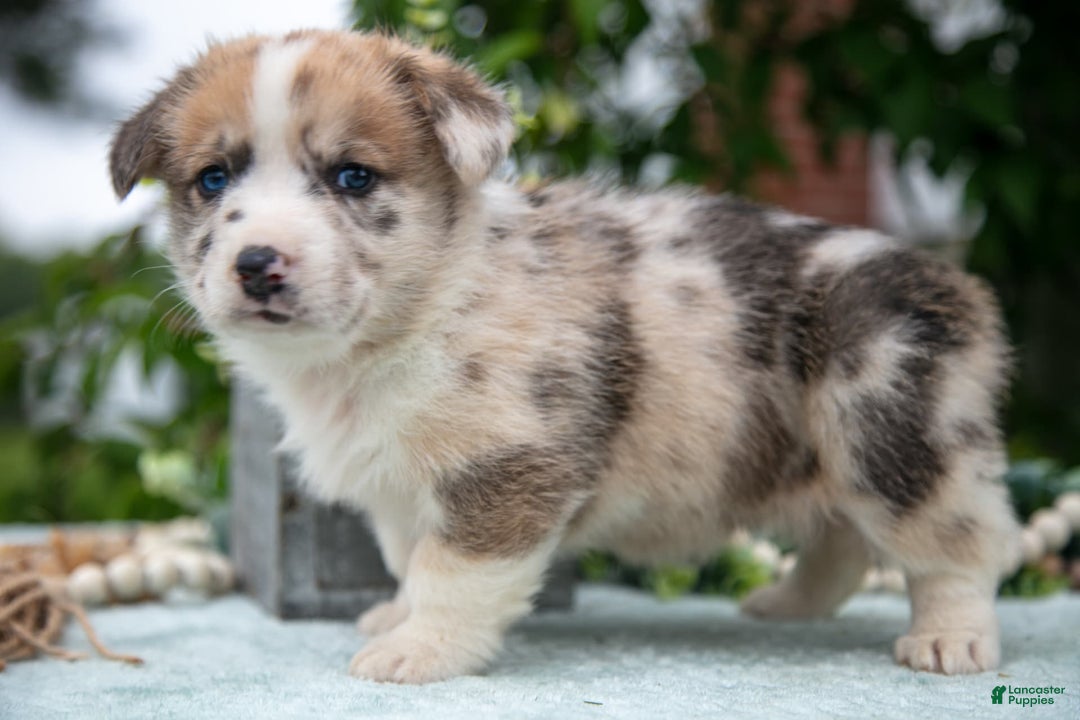 Welsh Corgi Pembroke dogs for sale: Milly - Image 2
