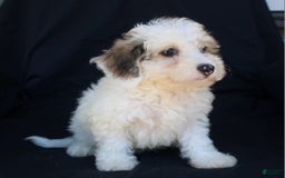 Bichpoo dogs for sale: Prince - Image 2
