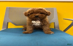 Mini Goldendoodle dogs for sale: Soda - Image 1