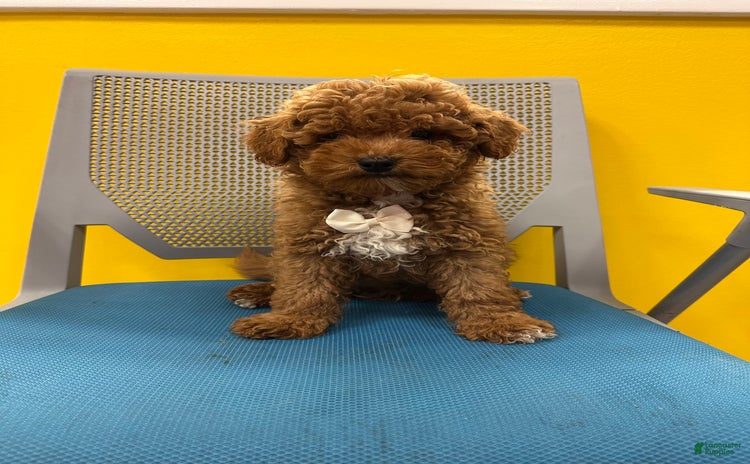 Mini Goldendoodle dogs for sale - Ad 2