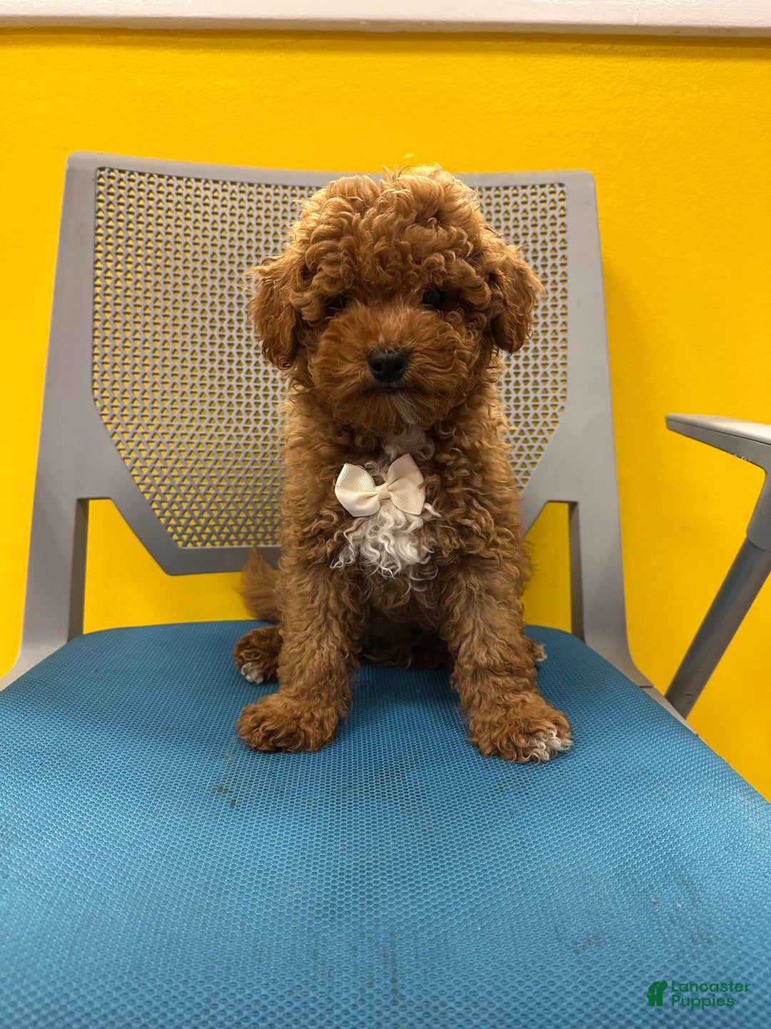 Mini Goldendoodle dogs for sale: Soda - Image 1