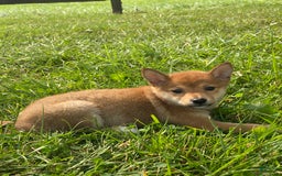 Shiba Inu dogs for sale: Irene - Image 3
