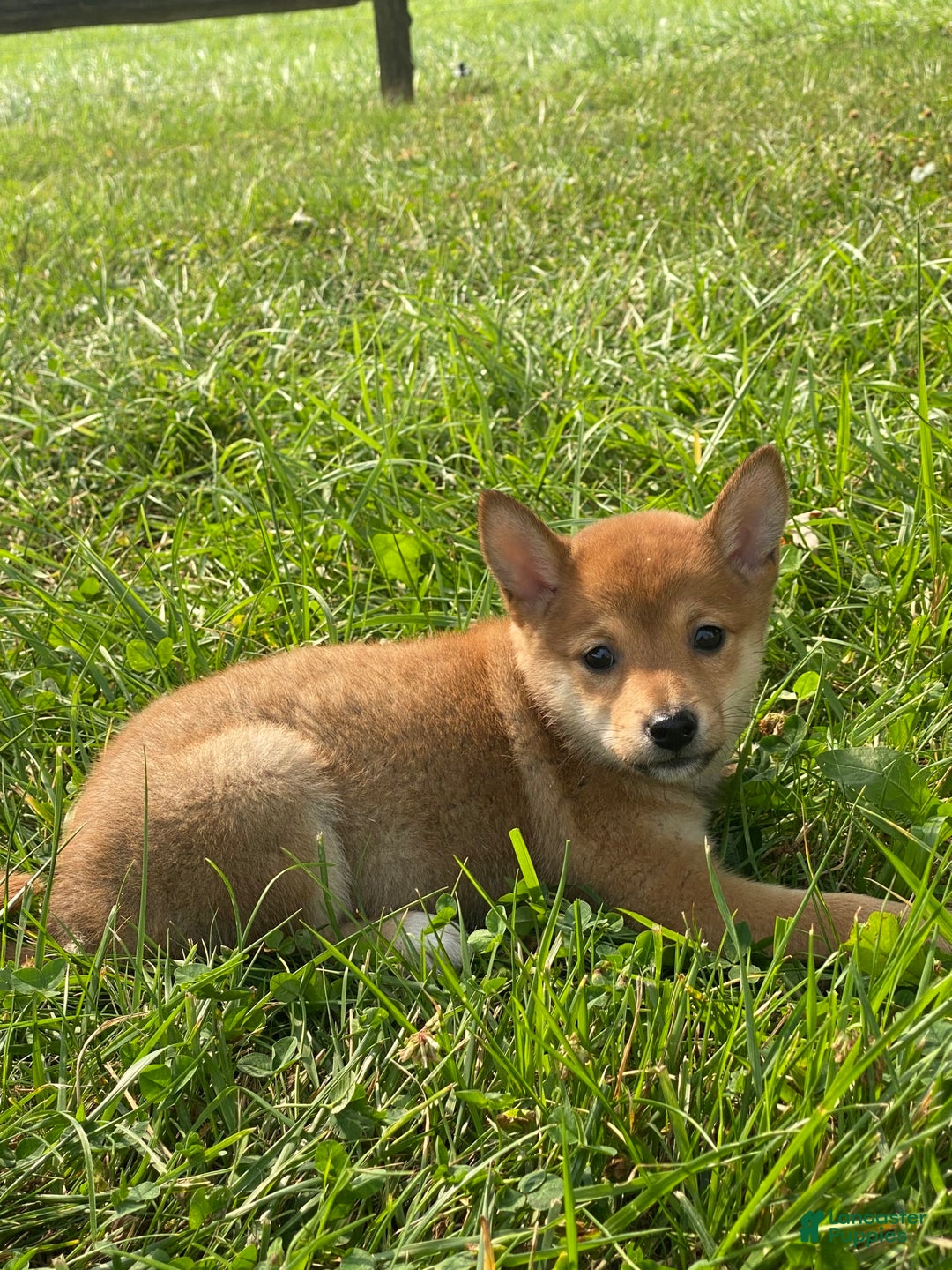 Shiba Inu dogs for sale: Irene - Image 3