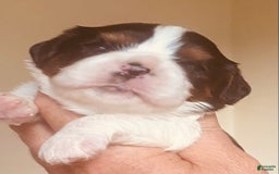 Cavalier King Charles Spaniel dogs for sale: Tri - Image 6