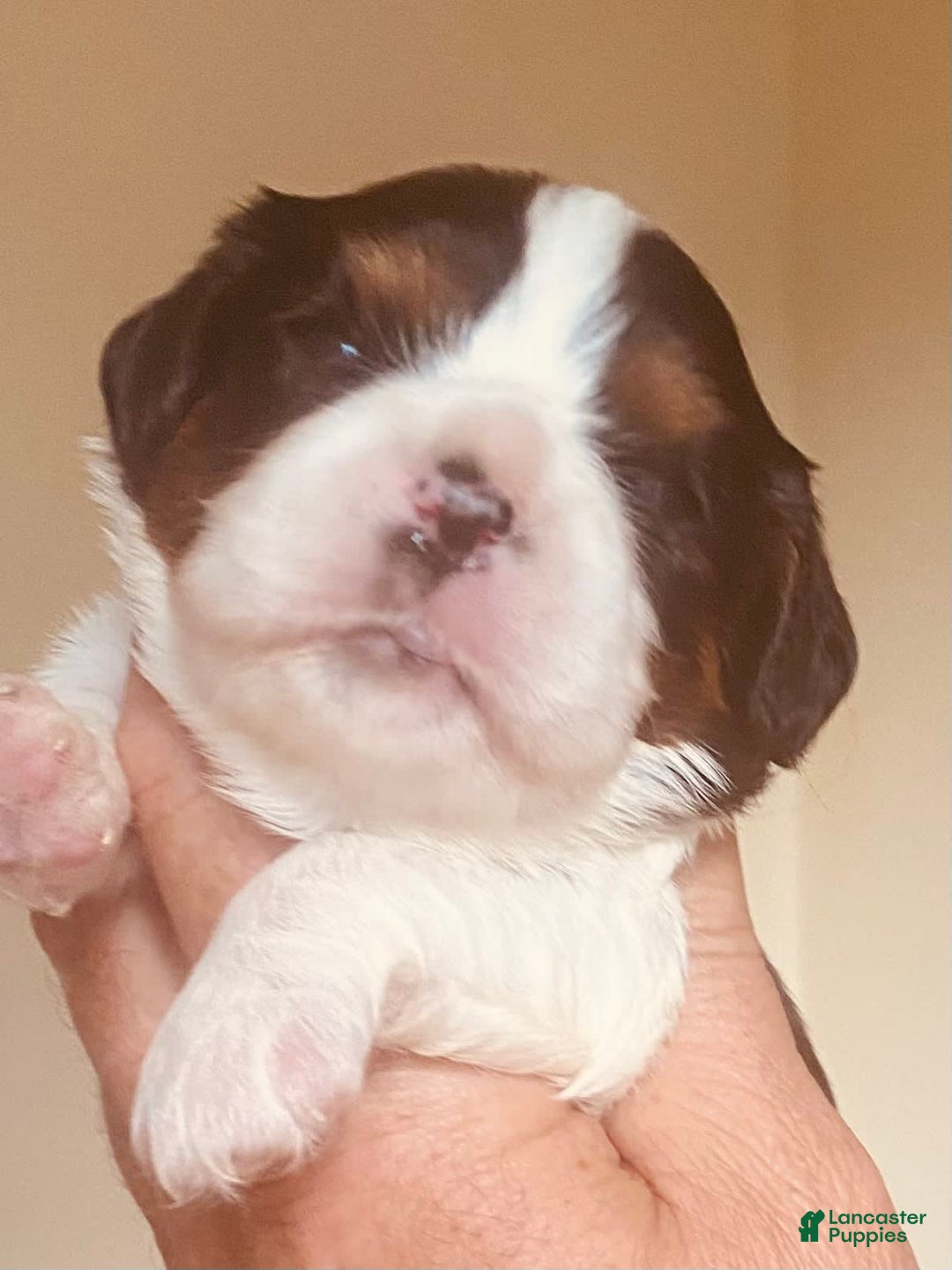 Cavalier King Charles Spaniel dogs for sale: Tri - Image 6