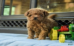 Cavapoo dogs for sale: Teddy - Image 8
