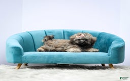 Miniature Poodle dogs for sale: Tori - Image 3