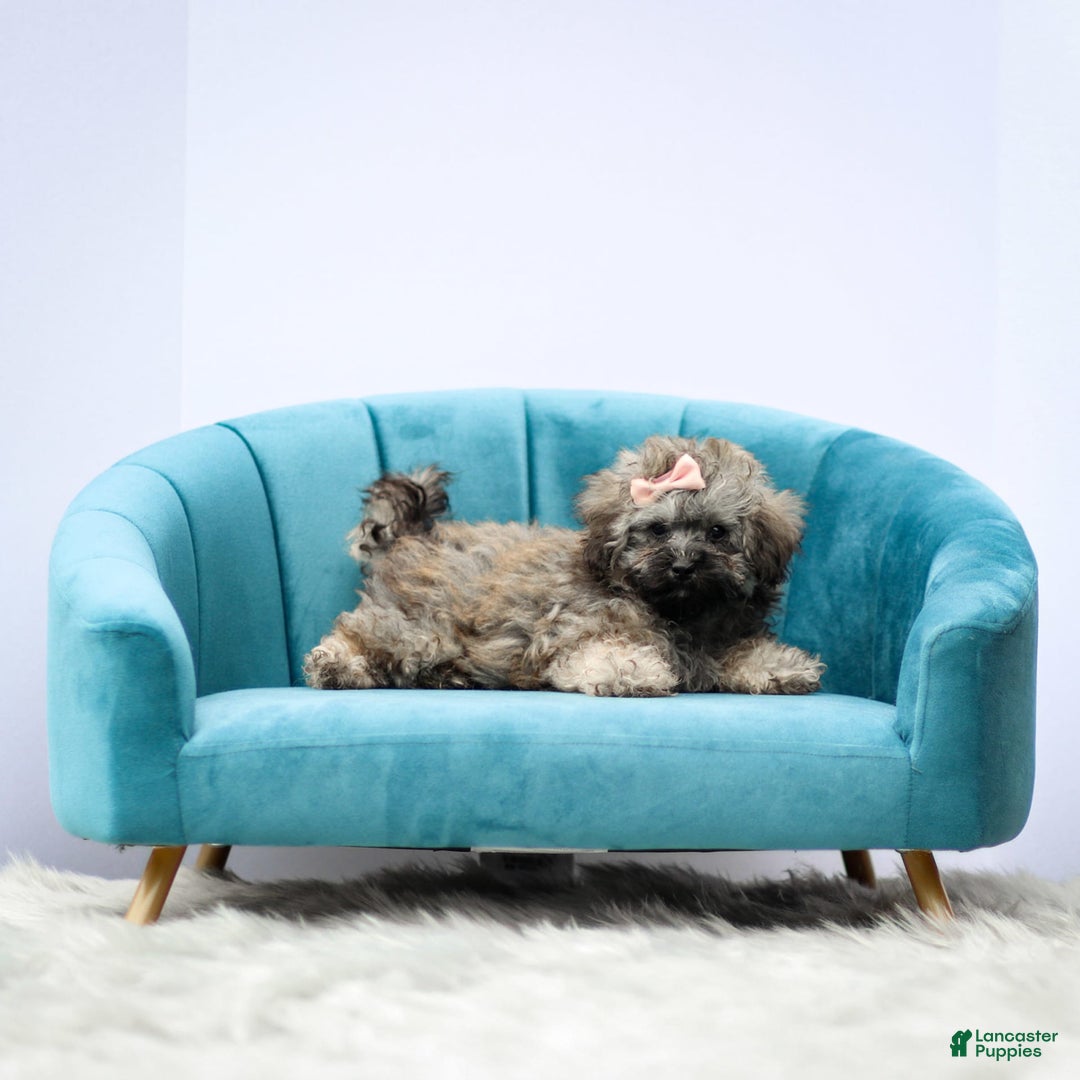 Miniature Poodle dogs for sale: Tori - Image 3