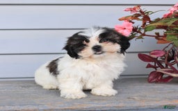 Teddy Bear dogs for sale: Lori - Image 5