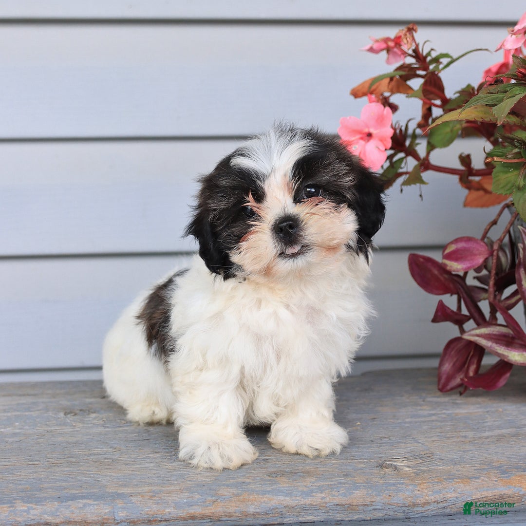 Teddy Bear dogs for sale: Lori - Image 5