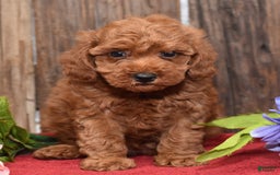 Miniature Poodle dogs for sale: Trotter - Image 6