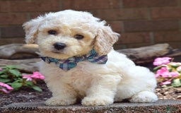 Bichpoo dogs for sale: Paxton - Image 3
