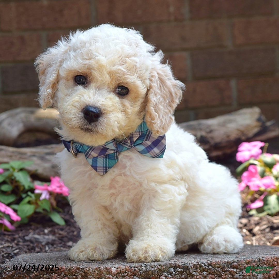 Bichpoo dogs for sale: Paxton - Image 3