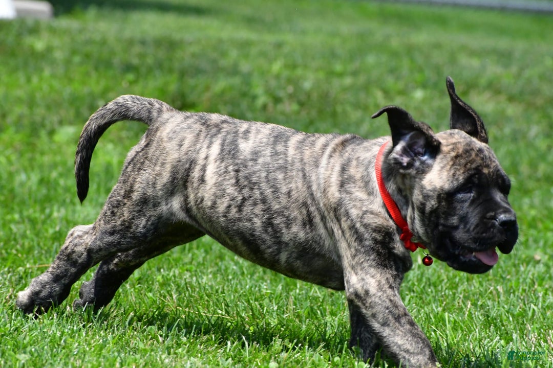 English Mastiff dogs for sale: Vicky - Image 5