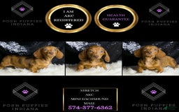 Miniature Dachshund dogs for sale: Stretch - Image 3