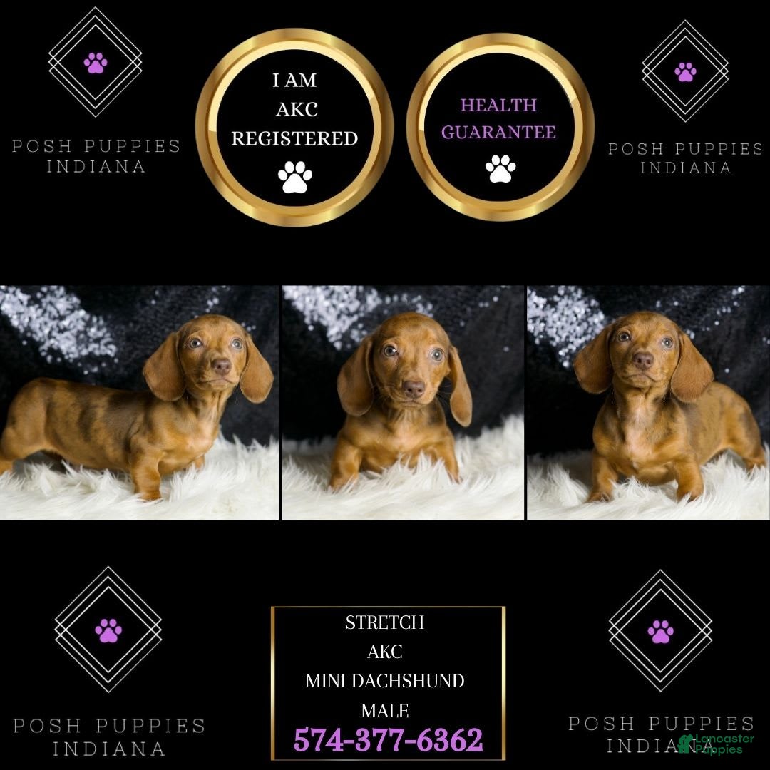 Miniature Dachshund dogs for sale: Stretch - Image 3