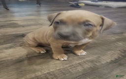 American Bully dogs for sale: Big Hoss - Image 180