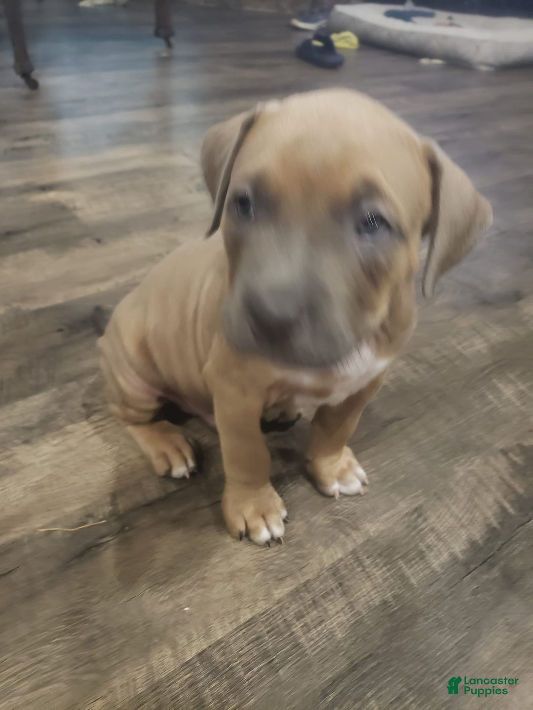 American Bully dogs for sale: Big Hoss - Image 180