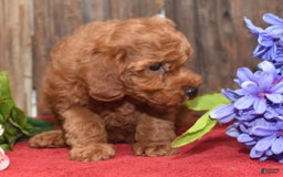 Miniature Poodle dogs for sale: Trotter - Image 16