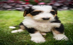 Bernedoodle dogs for sale: Bessie - Image 9