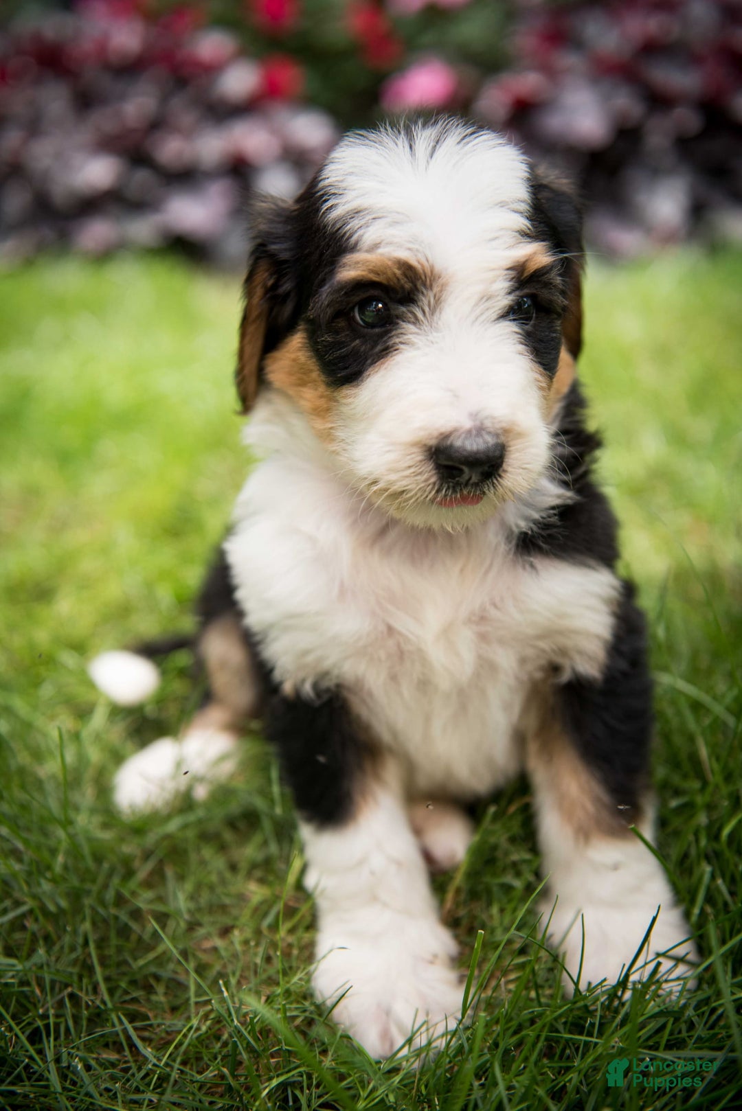 Bernedoodle dogs for sale: Bessie - Image 9