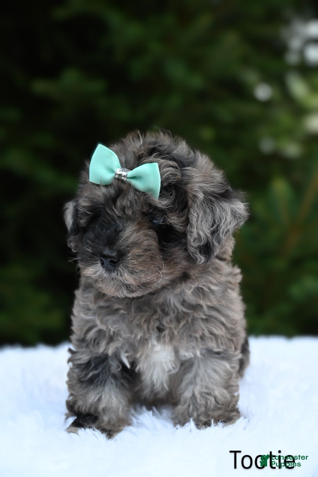 Havapoo dogs for sale: Havapoo 6 puppies - Image 5