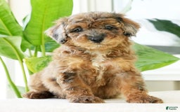 Miniature Poodle dogs for sale: Kylie - Image 6